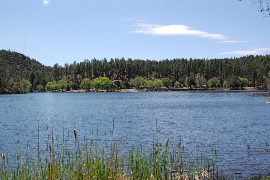 lake, bank, cattail, reed, plants, grass, trees, forest, woods, wildlife, nature, landscape, prescott, arizona, prescott, prescott, prescott, prescott, prescott