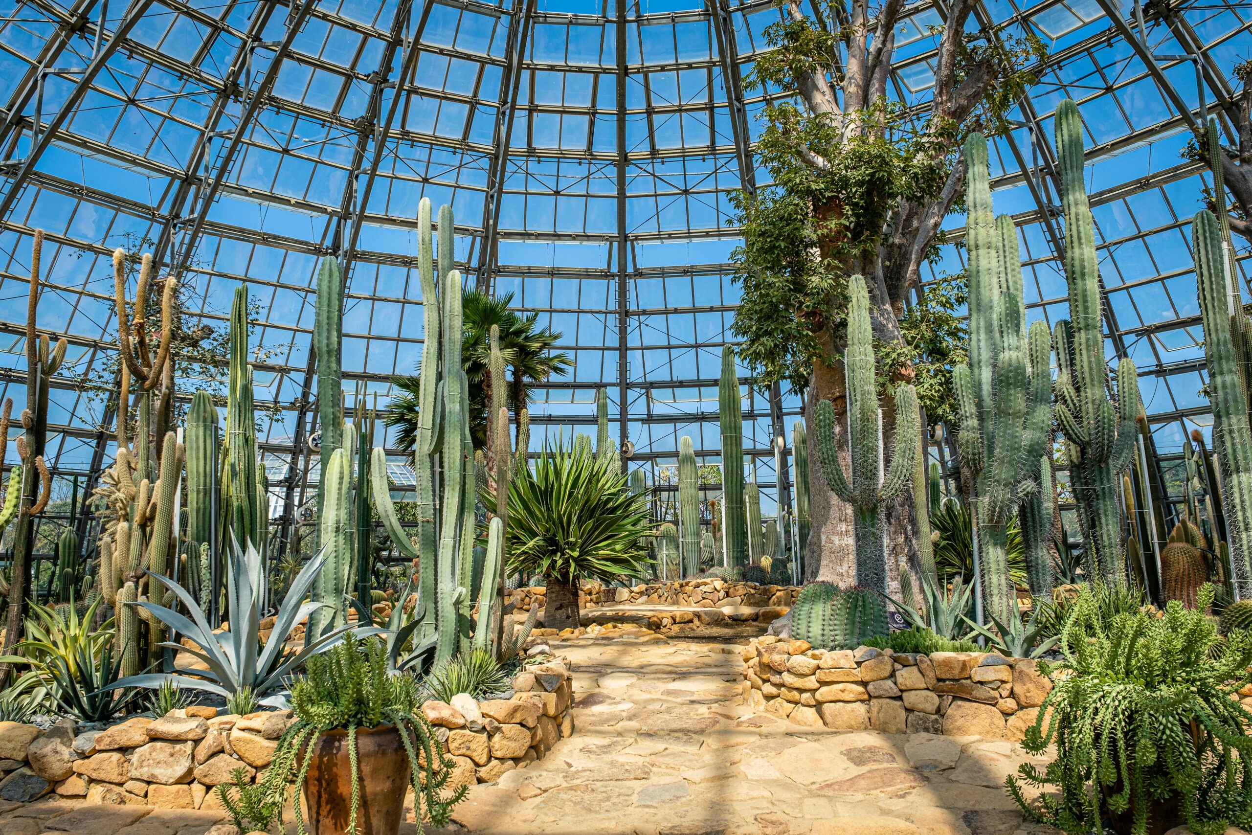 Vibrant cacti thrive in a glass-domed greenhouse, basking under a clear sky.